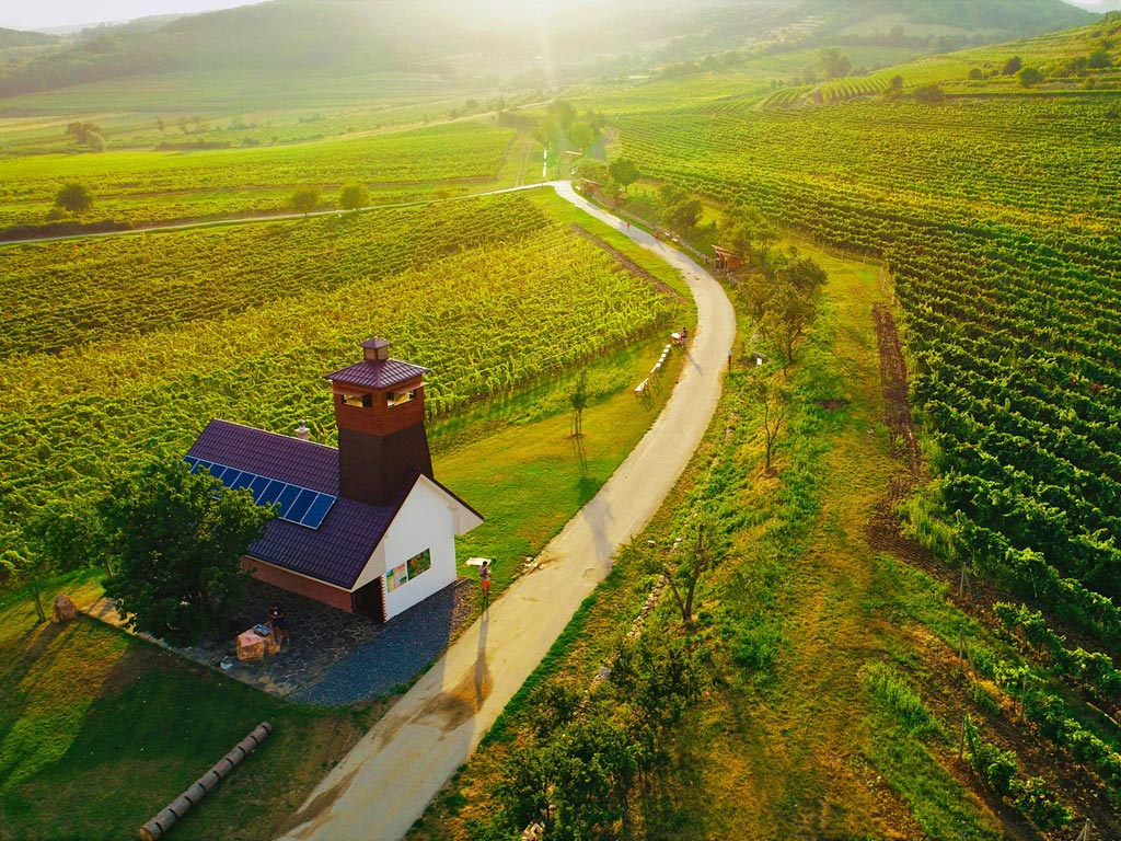 2. Educational walk in the vineyards