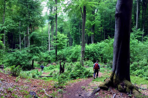 Nature reserve Súľov rocks - Unique beech forest