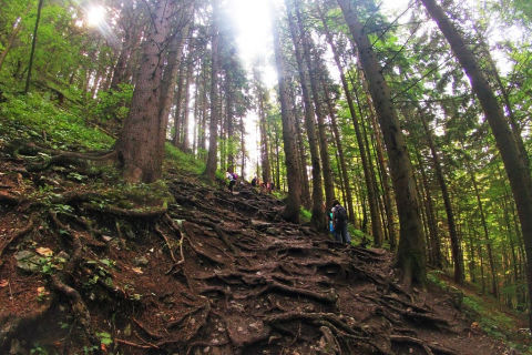 National park "Malá Fatra" - forest