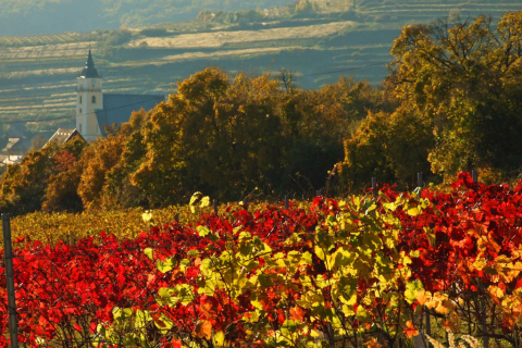 Vineyards in Small Carpathian region near Bratislava
