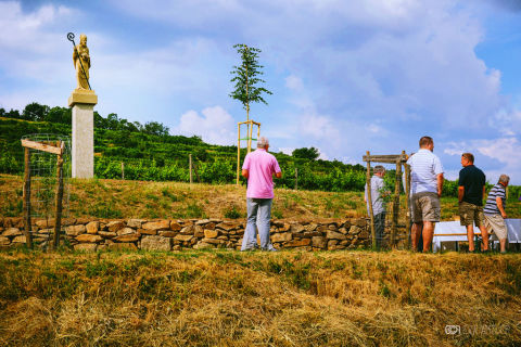 Educational walk in the vineyards