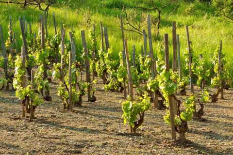 Educational walk in the vineyards