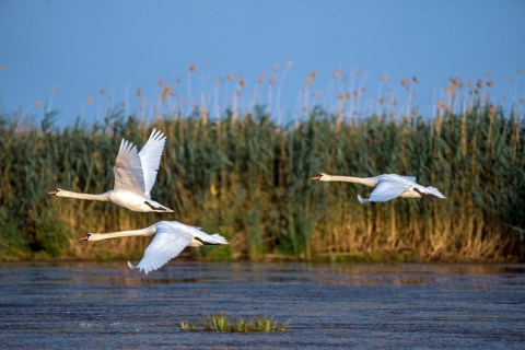 Trip-in-Slovakia---Explore-Danube-wilderness---white-swans