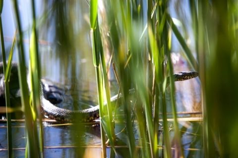 Trip-in-Slovakia---Explore-Danube-wilderness---Natrix-tessellata