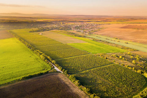 Vineyards in Small Carpathian region near Bratislava