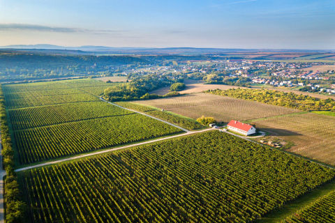 Vineyards in Small Carpathian region near Bratislava