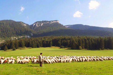 Shepherd with sheep