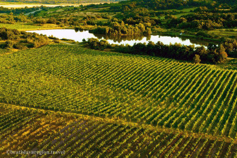 Vineyards in Small Carpathian region near Bratislava