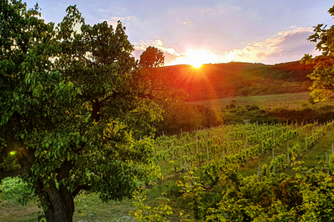 Vineyards in Small Carpathian region near Bratislava