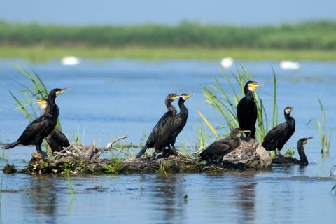 Trip-in-Slovakia---Explore-Danube-wilderness---Phalacrocorax-carbo